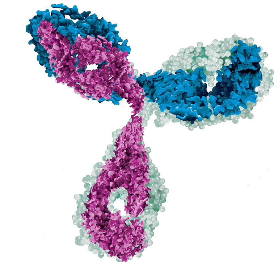 Illustration of an antibody.