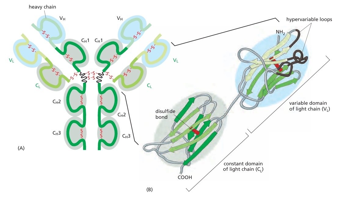 Structure of an antibody molecule consisting of heavy chain and light chain.