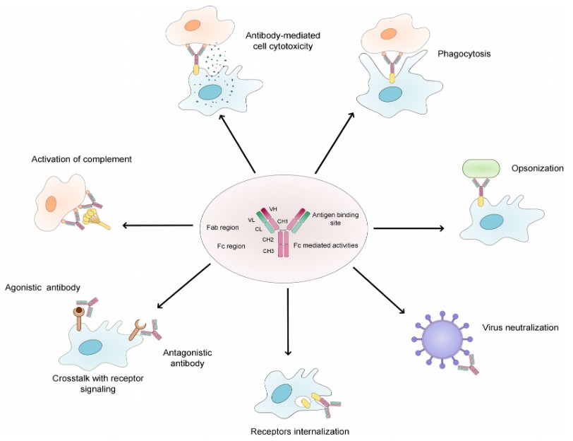 Functions of antibodies: antibody-mediated cell cytotoxicity, phagocytosis, opsonization, virus neutralization, receptor internalization, etc.