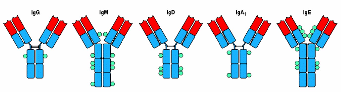 Five types of antibodies: IgG, IgM, IgD, IgA1 and IgE.