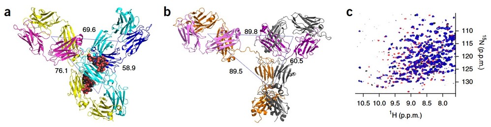 Structure of the full-length human anti-PD1 therapeutic IgG4 antibody pembrolizumab.