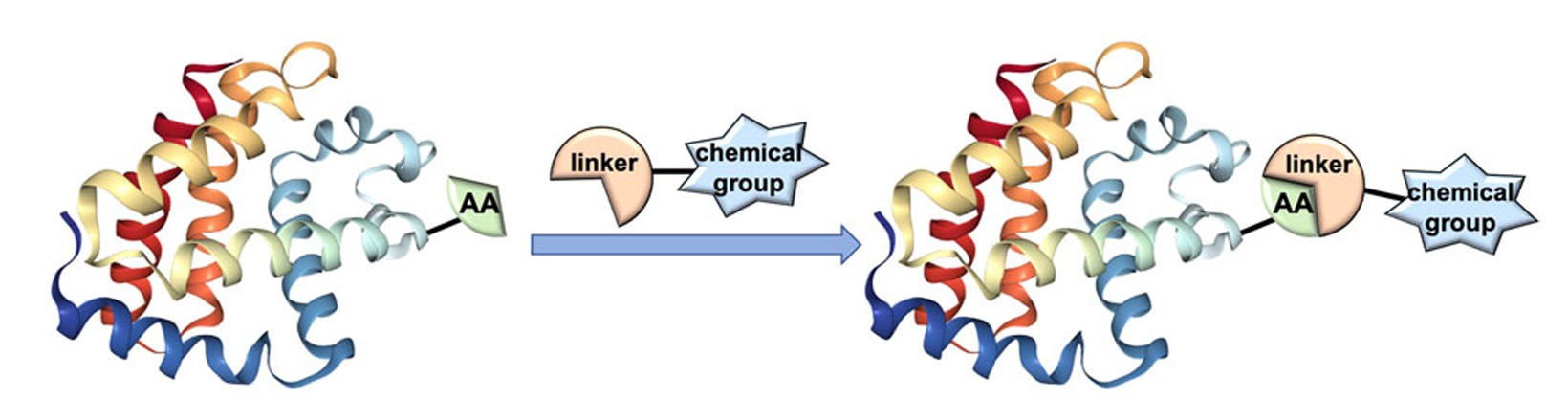 Graphical representation of bioconjugation: the covalent attachment of biological molecules to synthetic molecules.