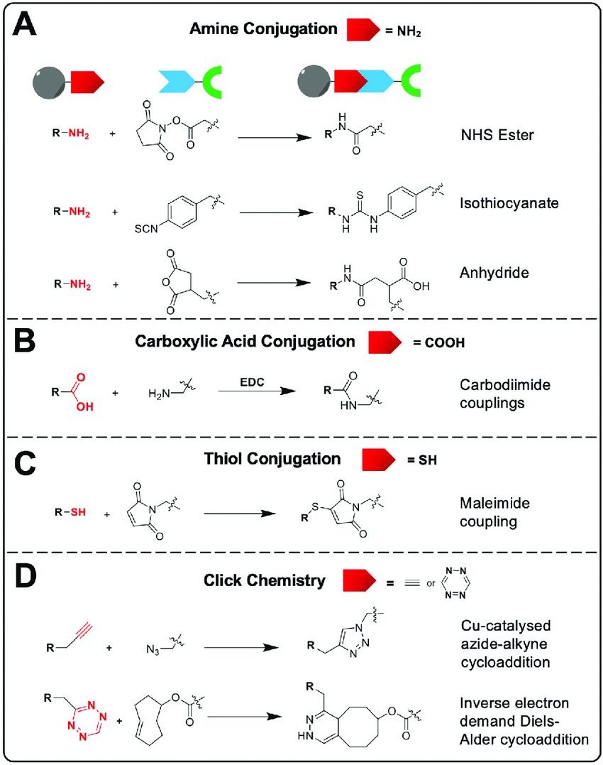 Functional group used for bioconjugation: amine-based conjugation, carboxylic acid-based conjugation, thiol-based conjugation, and click chemistry conjugation.