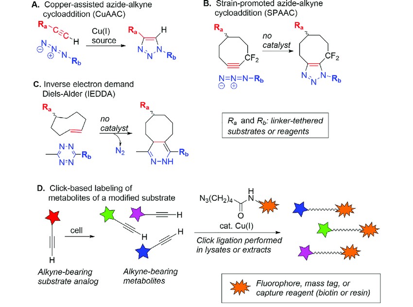 Typical chemical reactions in click chemistry.