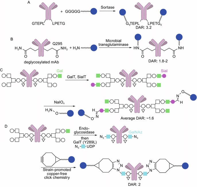 Typical enzyme-mediated conjugations.