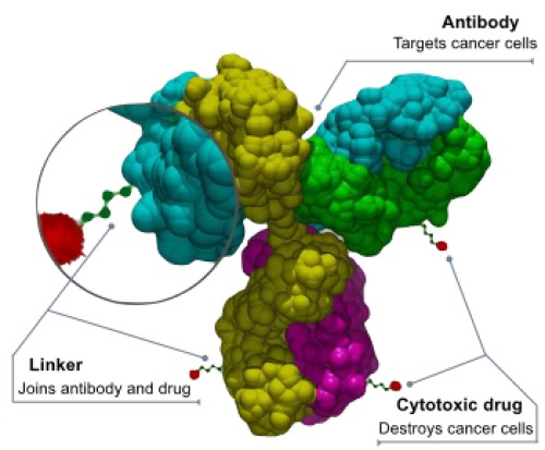 Structure of antibody-drug conjugate (ADC): antibody, linker and cytotoxic drug.