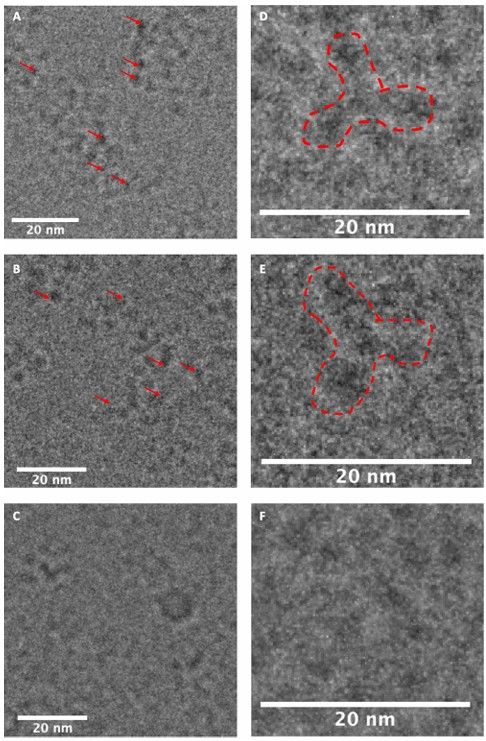 Bioconjugation of Au25 nanocluster to monoclonal antibody at tryptophan.