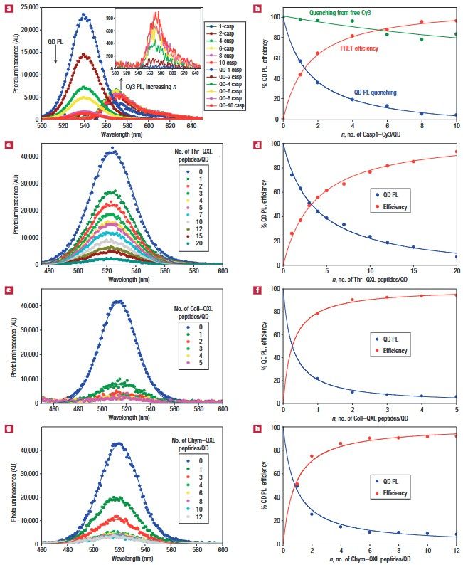 Proteolytic activity monitored by fluorescence resonance energy transfer through quantum dot-peptide conjugates.