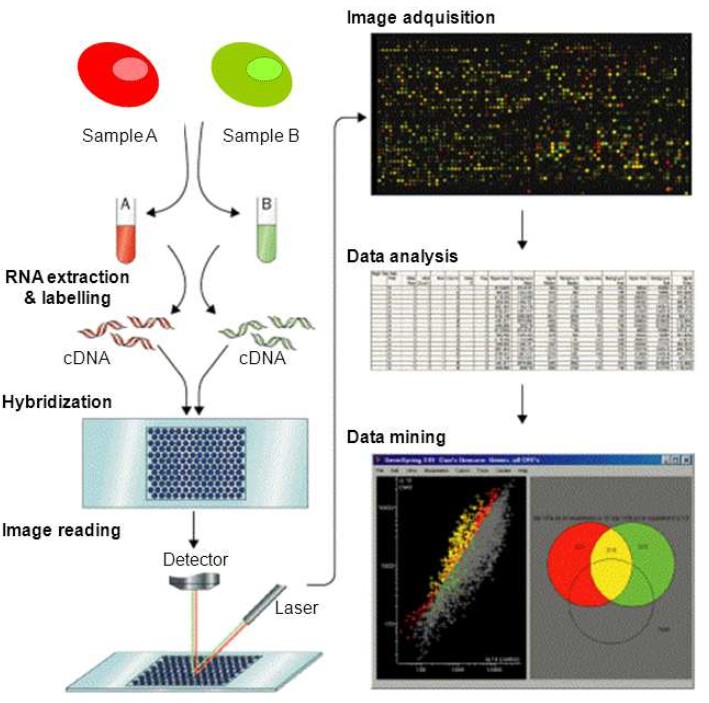 Process of DNA microarray: RNA extraction and labeling, hybridization, image reading, image acquisition, data analysis and data mining.