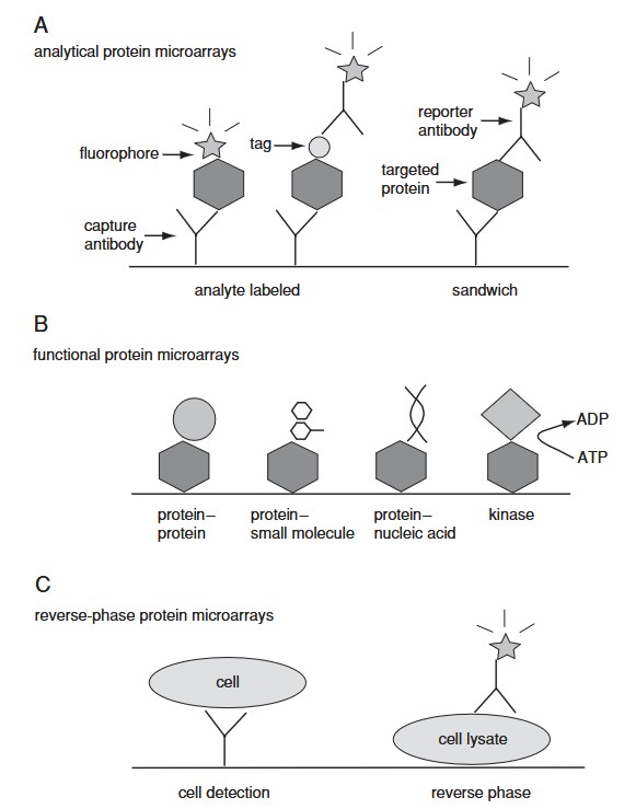 Three types of protein microarrays: Analytical protein microarrays, functional protein microarrays, and reverse-phase protein microarrays.