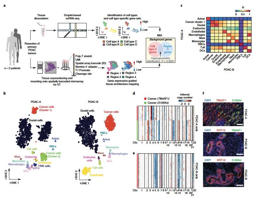 Integration of microarray-based spatial transcriptomics and single-cell RNA-seq reveals tissue architecture in pancreatic ductal adenocarcinoma.