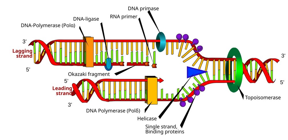 The process of DNA synthesis and the enzymes involved.