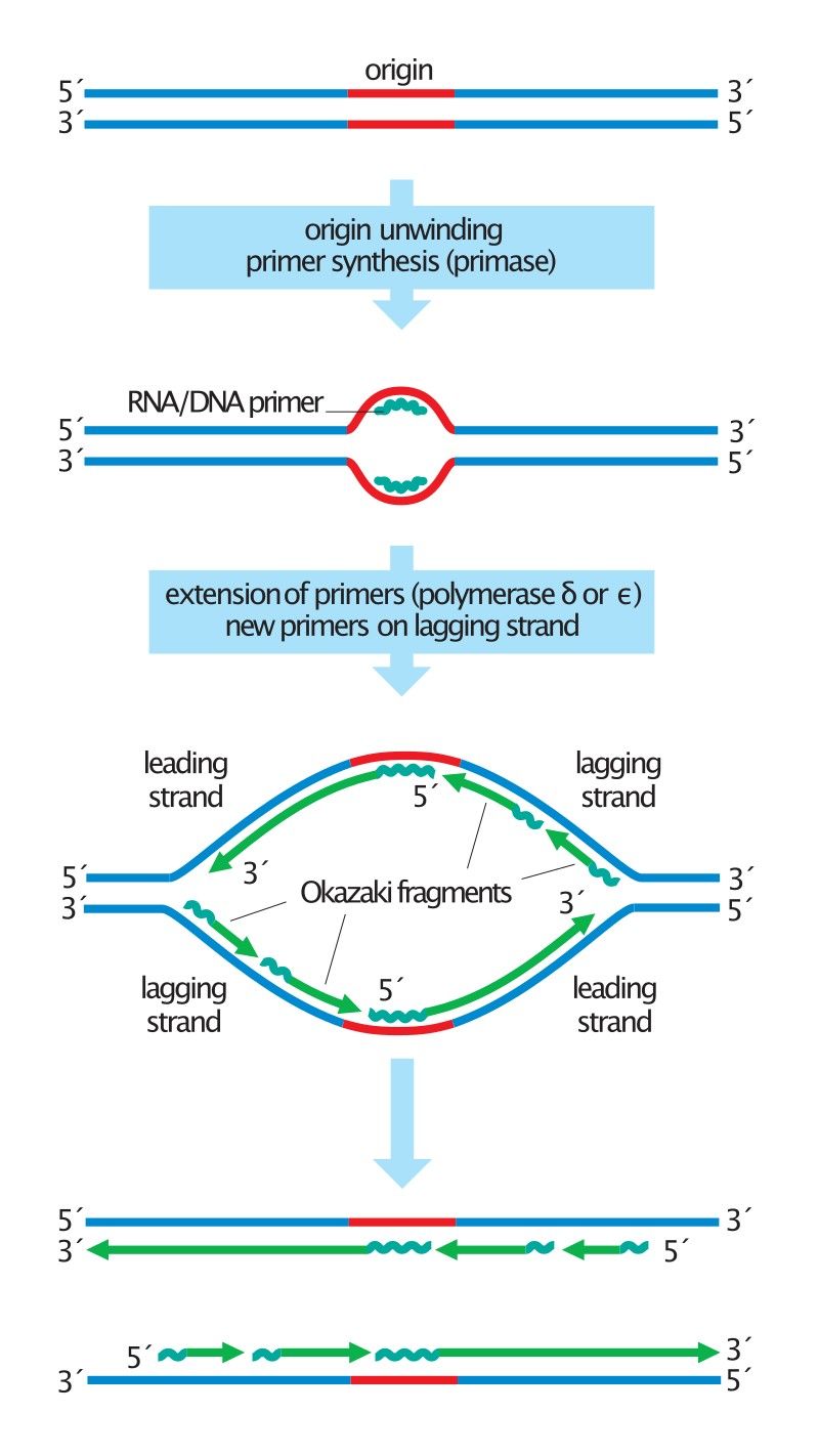 Steps of DNA replication: Initiation, elongation and termination.