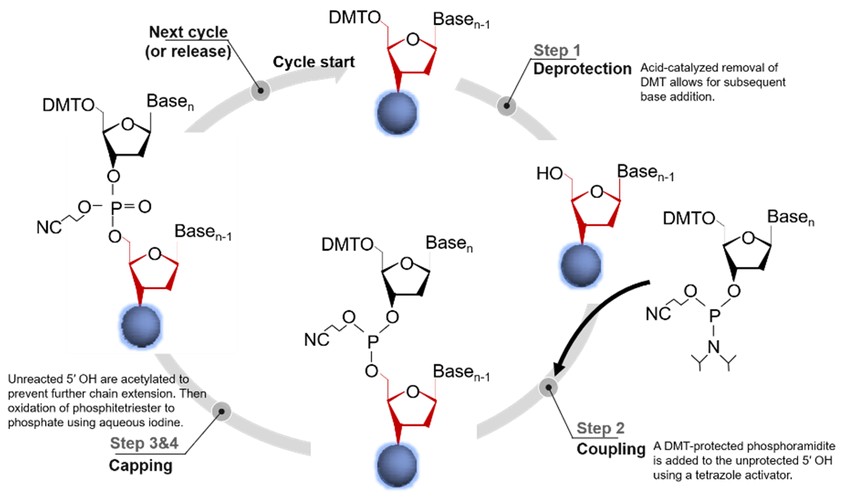 Steps of phosphoramidite DNA replication: detritylation, coupling, and capping.