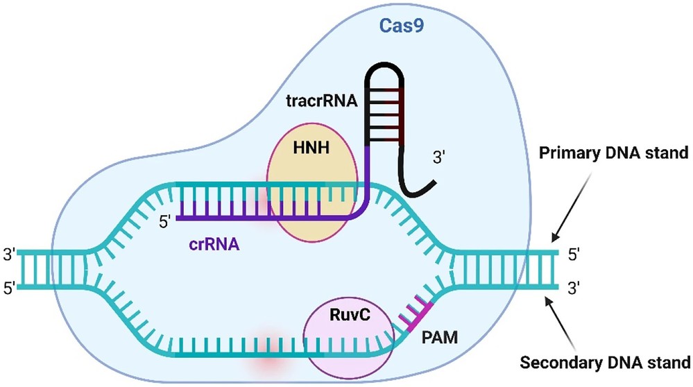 Mechanism of the Cas9 endonuclease.