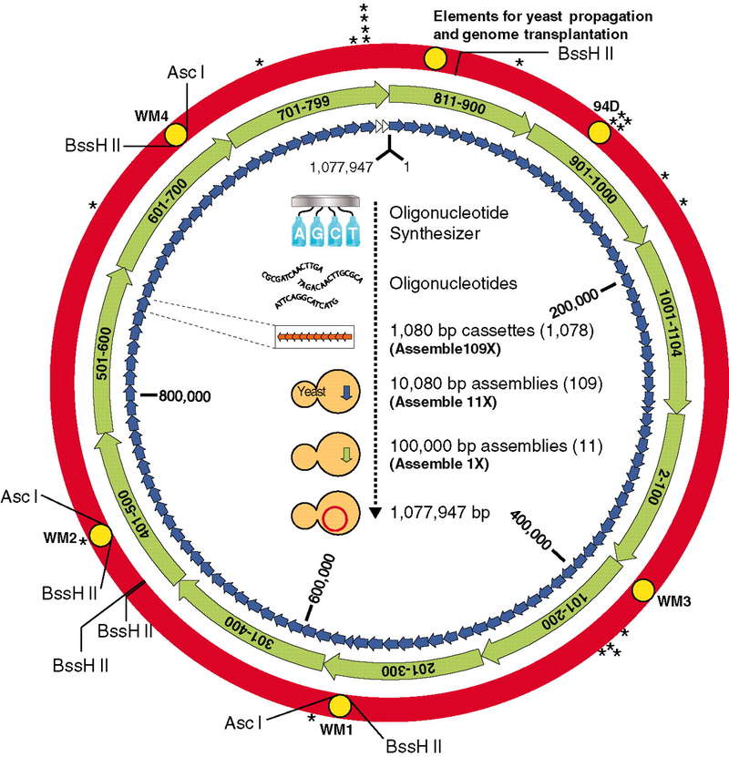 Creation of a bacterial cell controlled by a chemically synthesized genome.