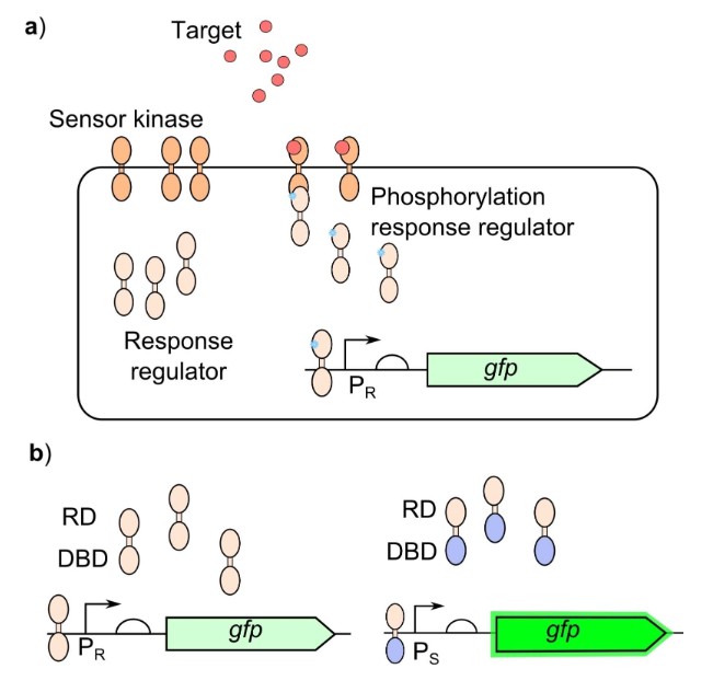 Synthetic biology enables programmable cell-based biosensors.