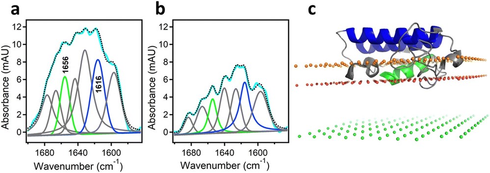 Analysis of protein-protein and protein-membrane interactions by isotope-edited infrared spectroscopy.