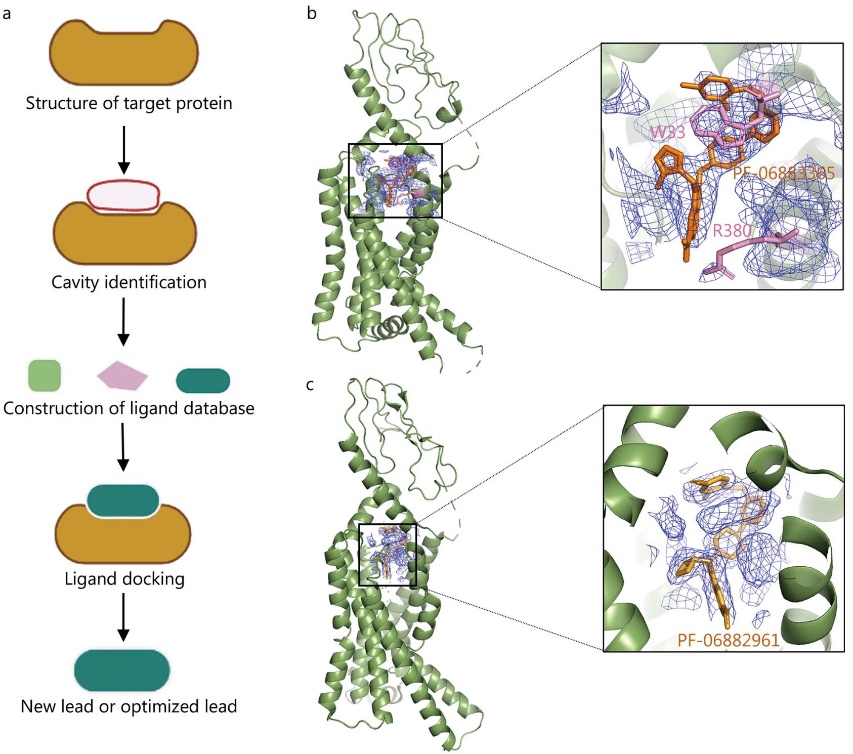 Cryo-EM in drug design showing GLP-1R structures bound with PF-06883365 and PF-06882961, highlighting ligand density and binding sites.