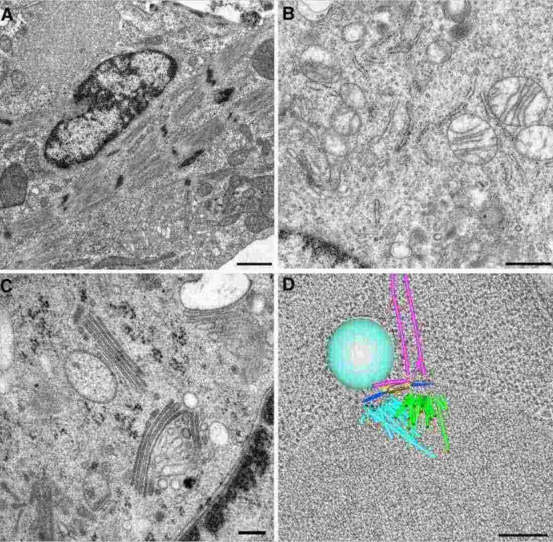 TEM images of cell structures: cytoskeleton, organelles, Golgi membranes, and a 3D spindle model, captured using different preparation methods.