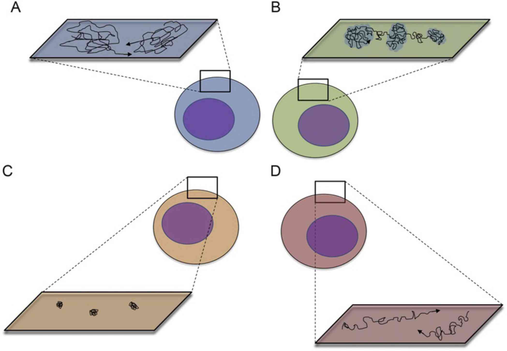 Figure 1. Schematic diagram of membrane protein mobility.