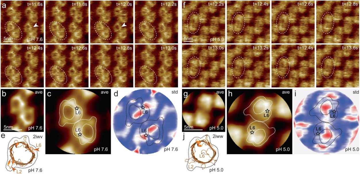 Figure 2. High-Resolution Atomic Force Microscopy (HS-AFM) visualization of outer membrane protein G (OmpG) within lipid bilayers at acidic and neutral pH conditions.