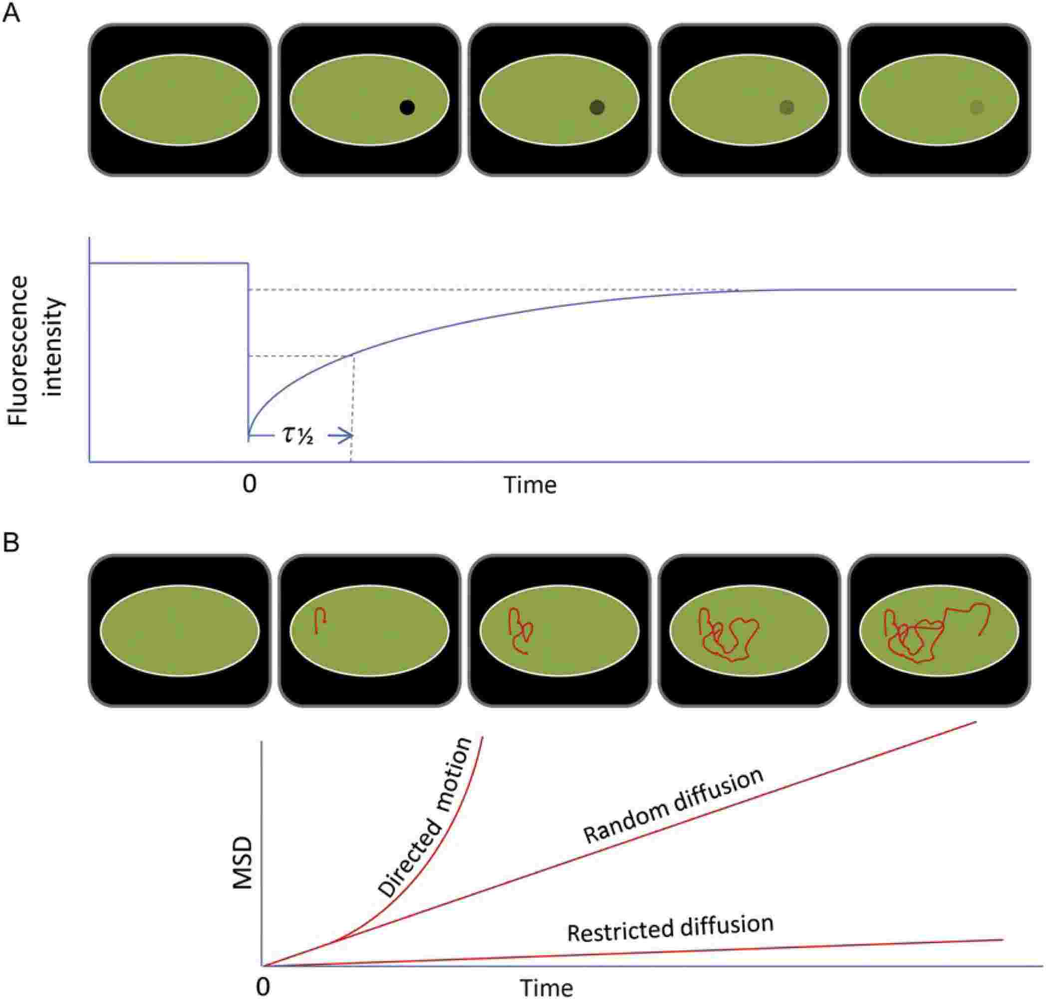 Figure 3. Fluorescence recovery after photobleaching (FRAP) and single-particle tracking (SPT) measurements.