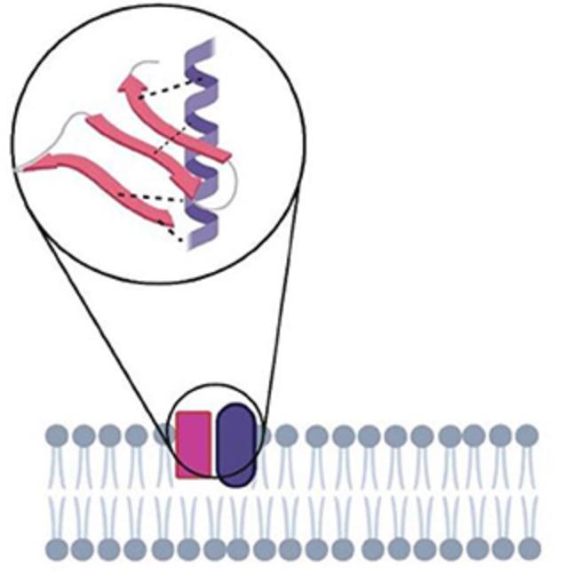 Figure 1. Membrane protein interactions.