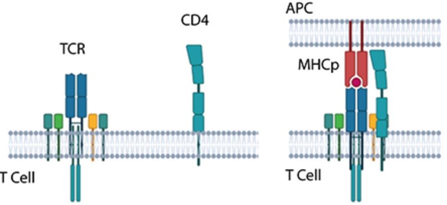 Figure 2. TCR-CD4 interaction.