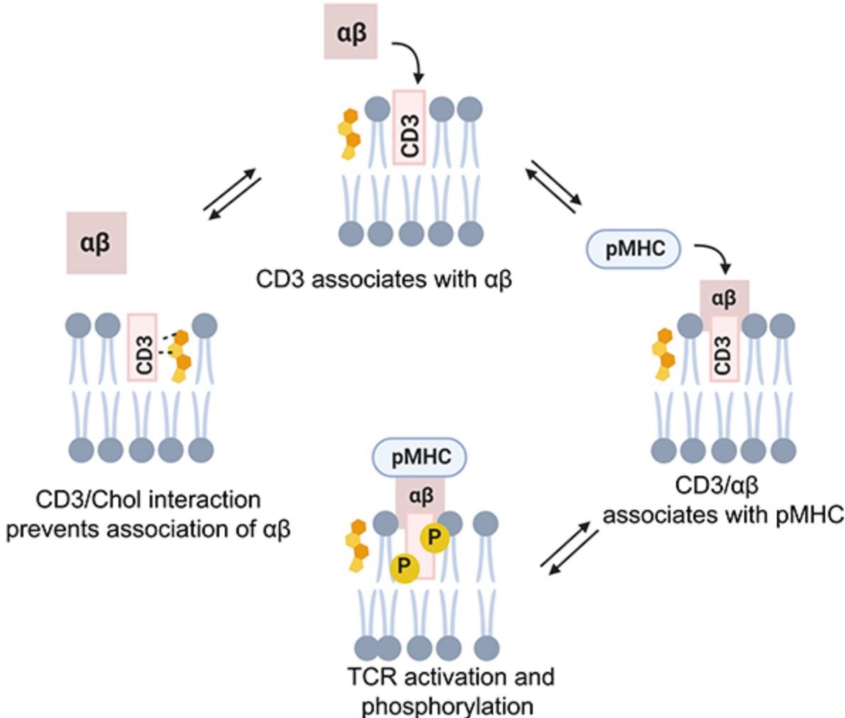 Figure 3. Dynamic cholesterol interaction with TCR.