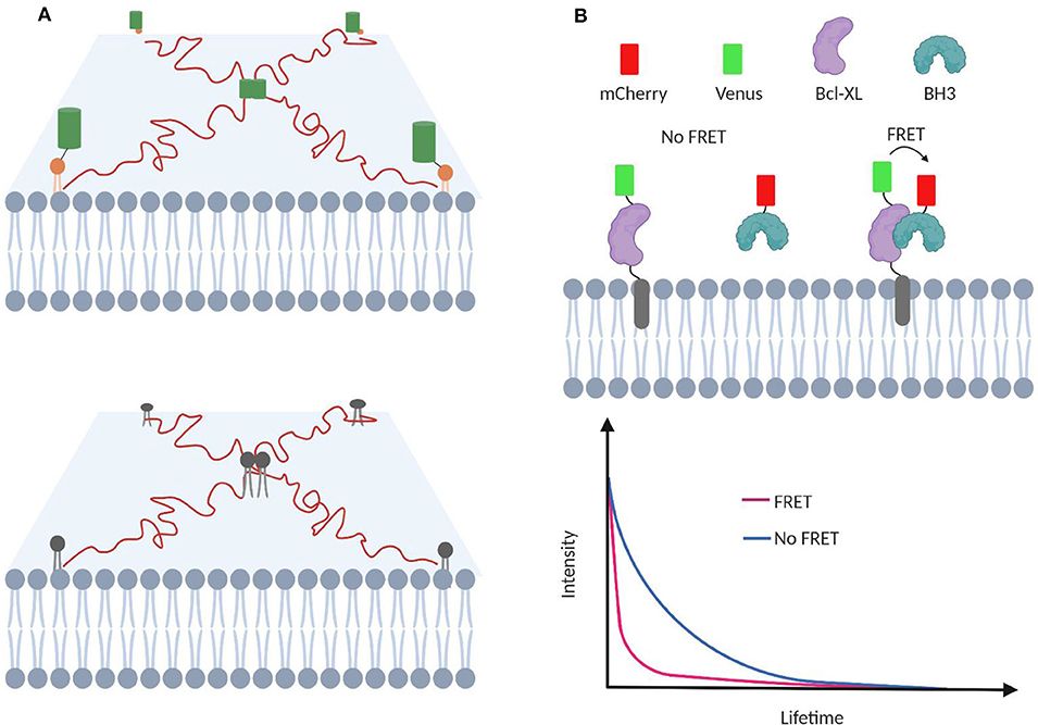 Figure 4. TIRF microscopy for analyzing transient interactions on the cell membrane.