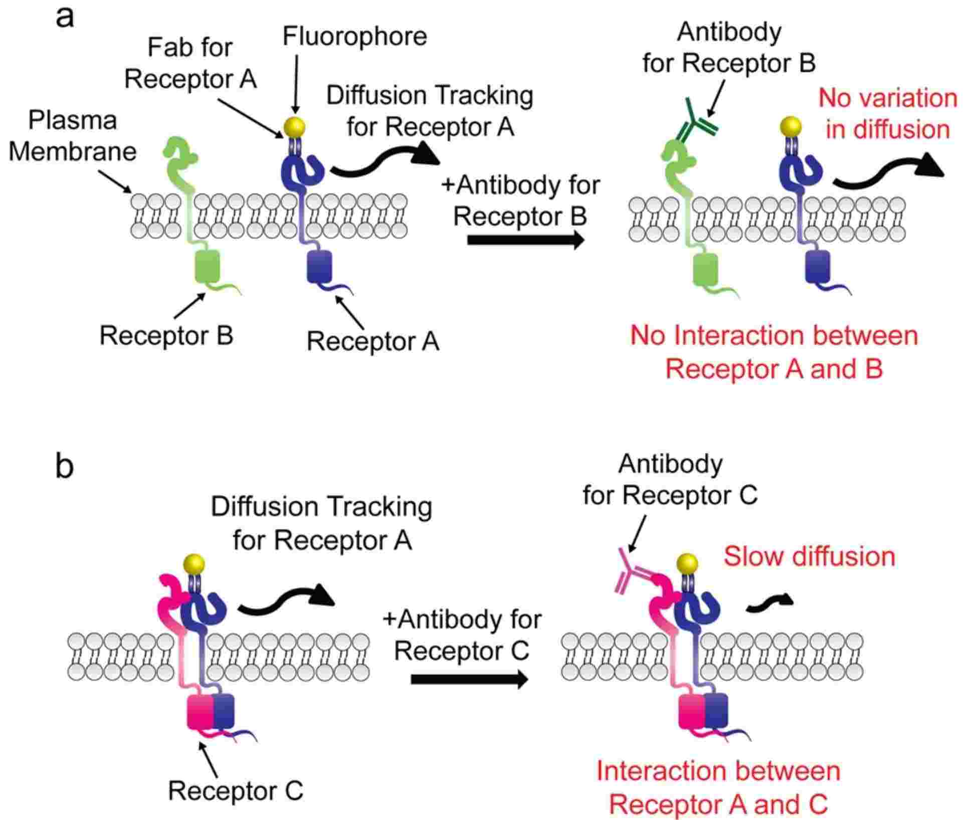 Figure 5. Transient interactions of membrane proteins are analyzed using single-particle tracking with super-resolution microscopy.