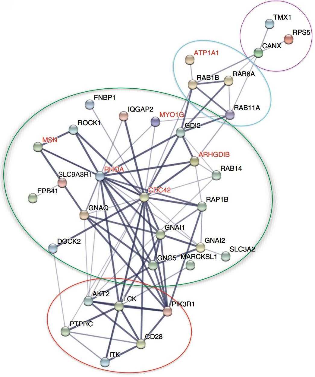 Figure 6. Gene ontology analysis of CD28-interacting proteins using STRING software.