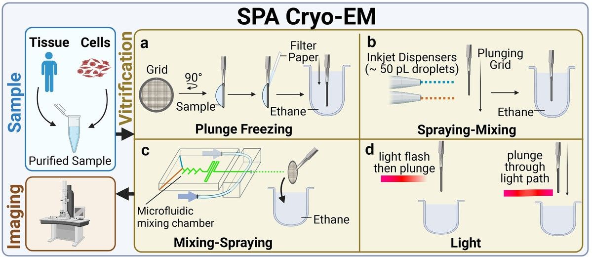 SPA cryo-EM workflow includes sample preparation, vitrification using plunge freezing or advanced methods, and imaging to capture transient states.