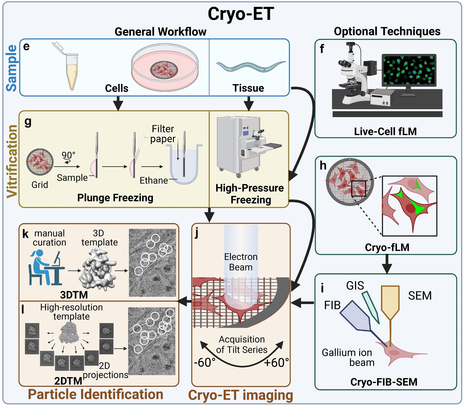 Cryo-ET workflow with vitrification, imaging, particle identification, and optional techniques like fLM and cryo-FIB for targeted analysis.