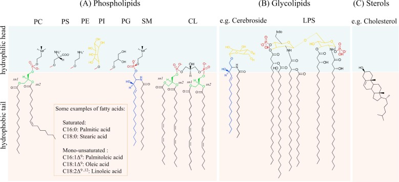 Figure 1. Illustration of a lipid bilayer comprising amphipathic lipids including phospholipids, glycolipids, and terpene-derived lipoids.