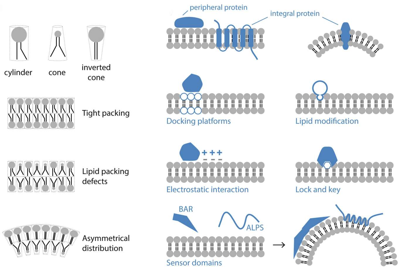 Figure 2. Lipid organization and protein interactions in membranes.