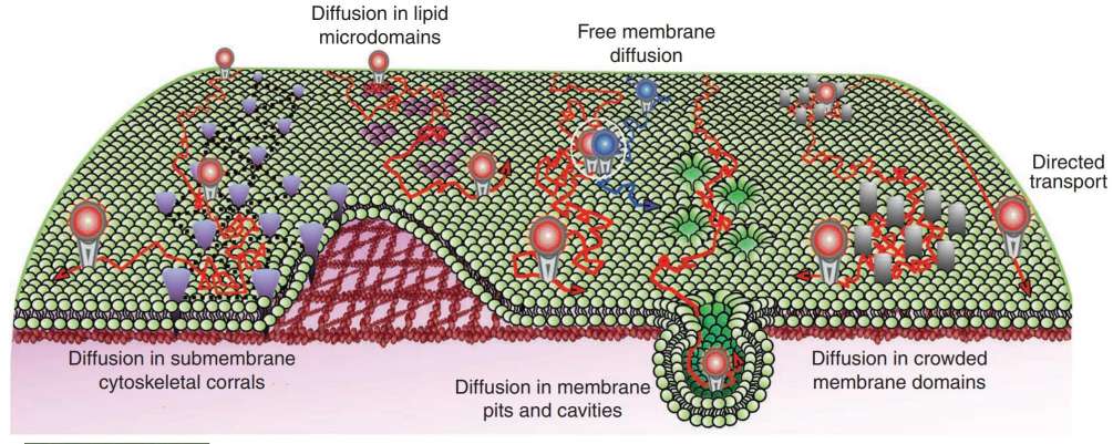 Figure 4. Schematic representation of diverse lateral diffusion for plasma membrane lipids and proteins.