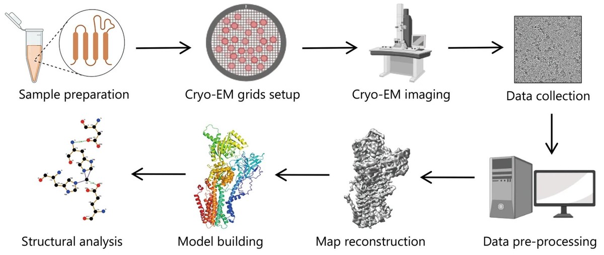 A typical single-particle cryo-EM workflow includes sample preparation, vitrification, imaging, data processing, and structural analysis.