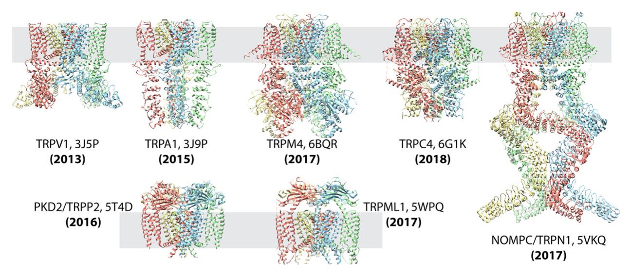 Cryo-EM structures of TRP channel subfamilies, showcasing TRPV1, TRPA1, TRPM4, TRPC4, NOMOPC, PKD2, and TRPML ribbon diagrams.