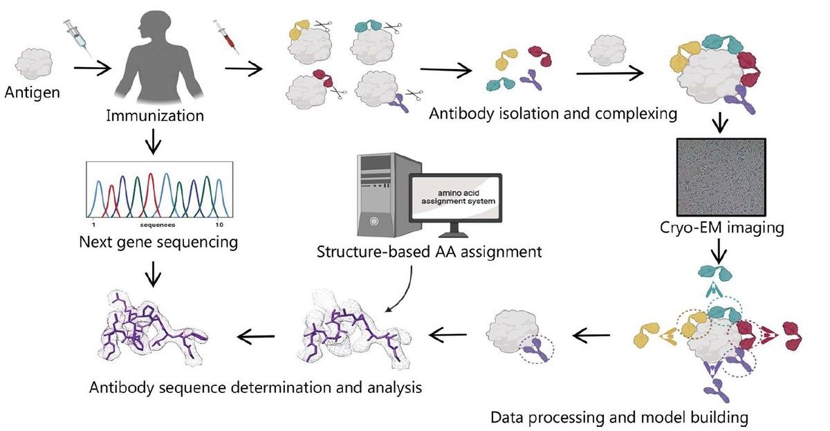 Schematic of cryo-EM and sequencing for antibody discovery, showing SARS-CoV-2 components including ACE2, TMPRSS2, RBD, and RNA.