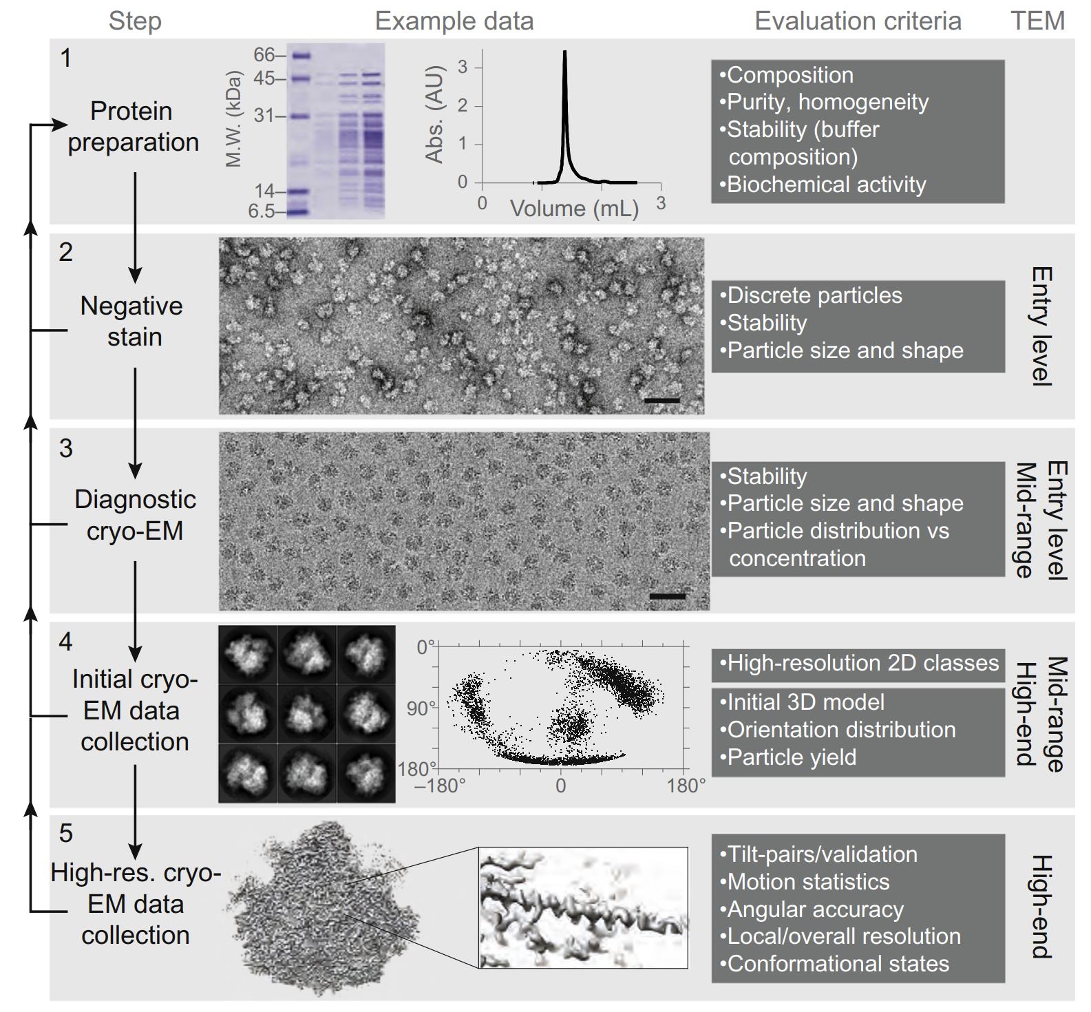 Cryo-EM workflow showcasing negative staining for sample screening, ribosome micrographs, and stepwise 3D structure determination process.