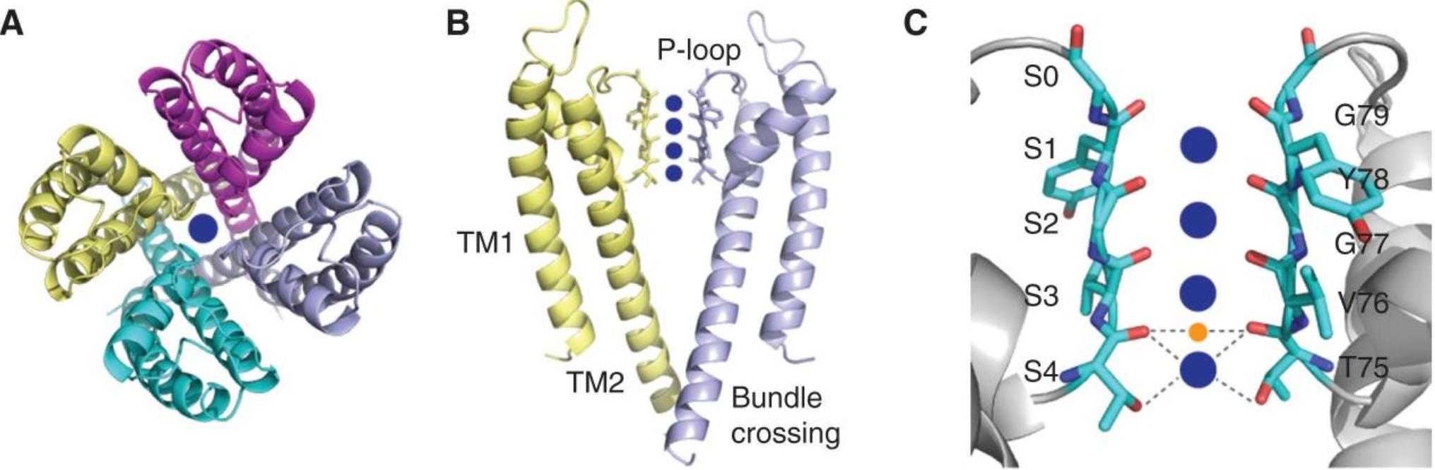 Figure 1. The structure shows KcsA as a symmetric tetramer made of four identical polypeptide chains.