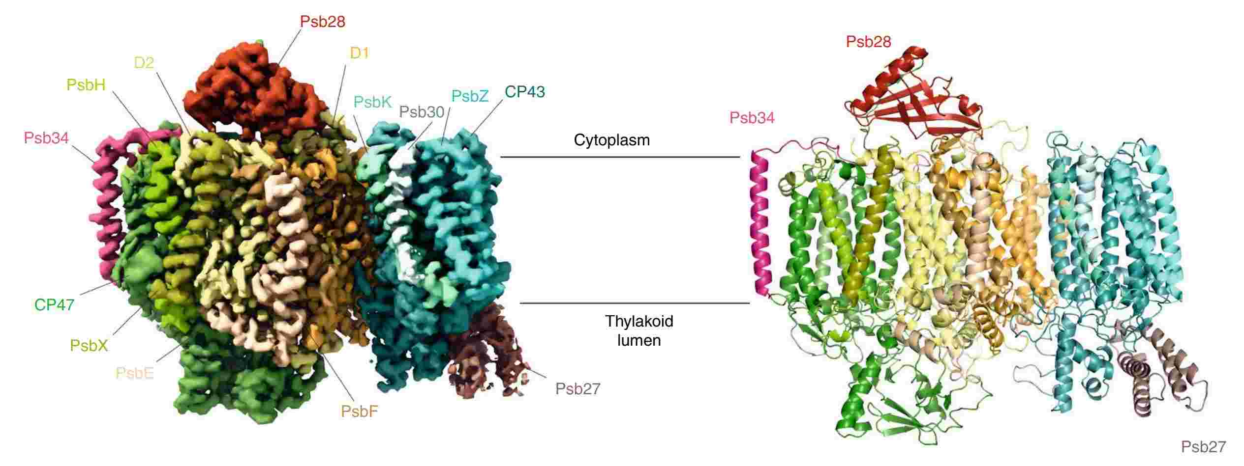 Figure 2. Cryo-EM structure of photosystem II complex.