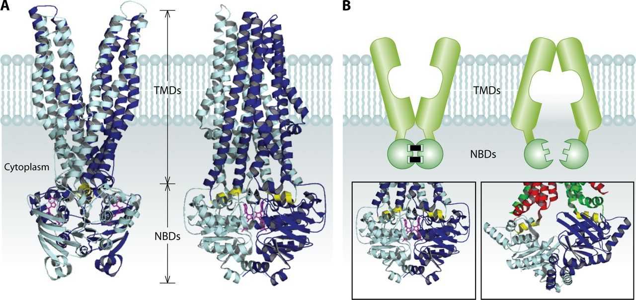 Figure 3. Structure of ATP-binding cassette (ABC) transporters.