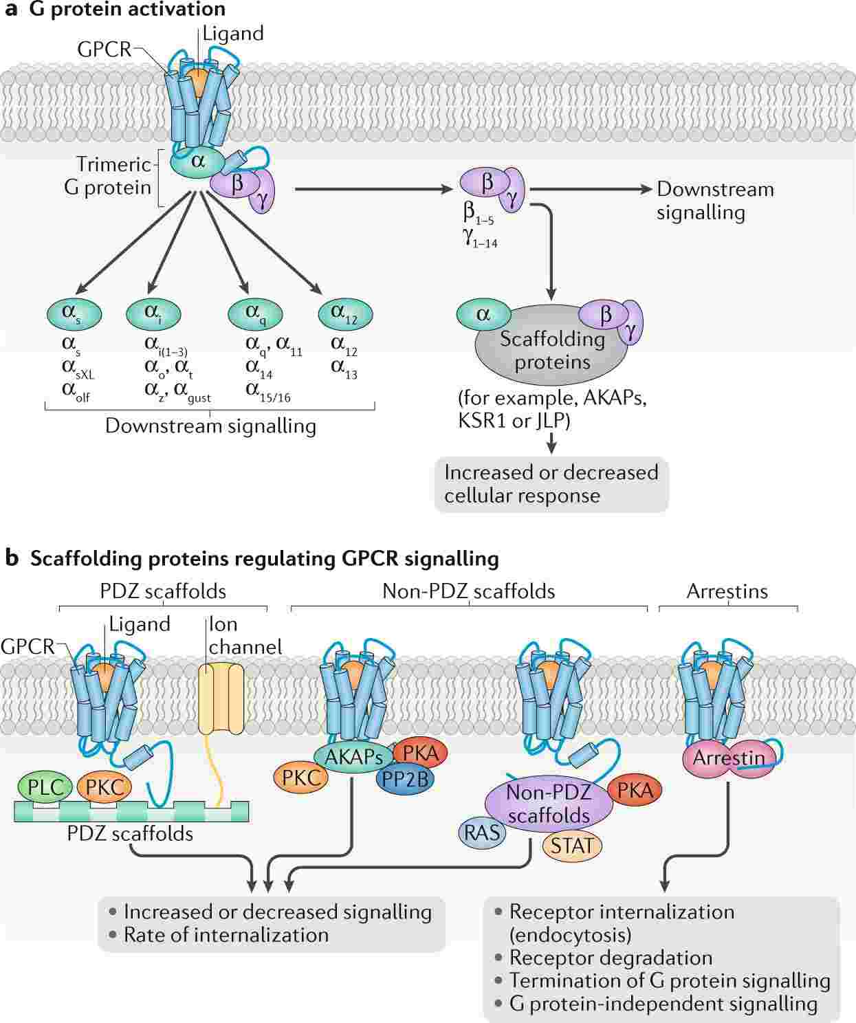 Figure 4. G protein-coupled receptor (GPCR) signalling.