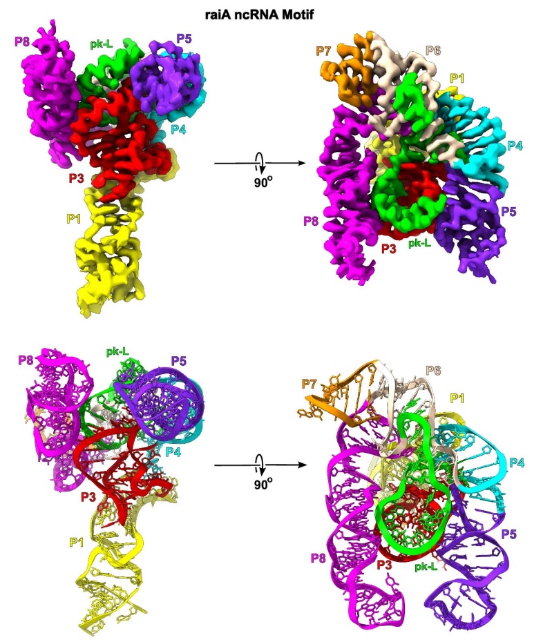 The unsharpened cryo-EM map of the scaffolded raiA non-coding RNA motif with density regions color-coded to match its secondary structure.