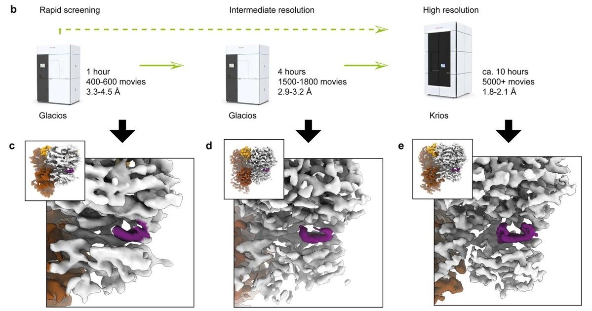 Tripartite cryo-EM workflow schematic with screening results showing ligand density in purple at different stages, including high-resolution mapping.