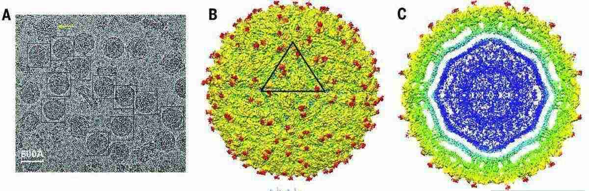 Cryo-EM image and structural analysis of ZIKV showing mature particles, radial density distribution, and icosahedral surface symmetry.