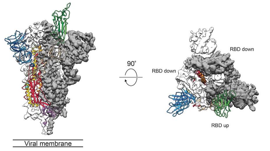 Cryo-EM structure of 2019-nCoV spike protein showing one RBD up and two RBD-down protomers in side and top views.